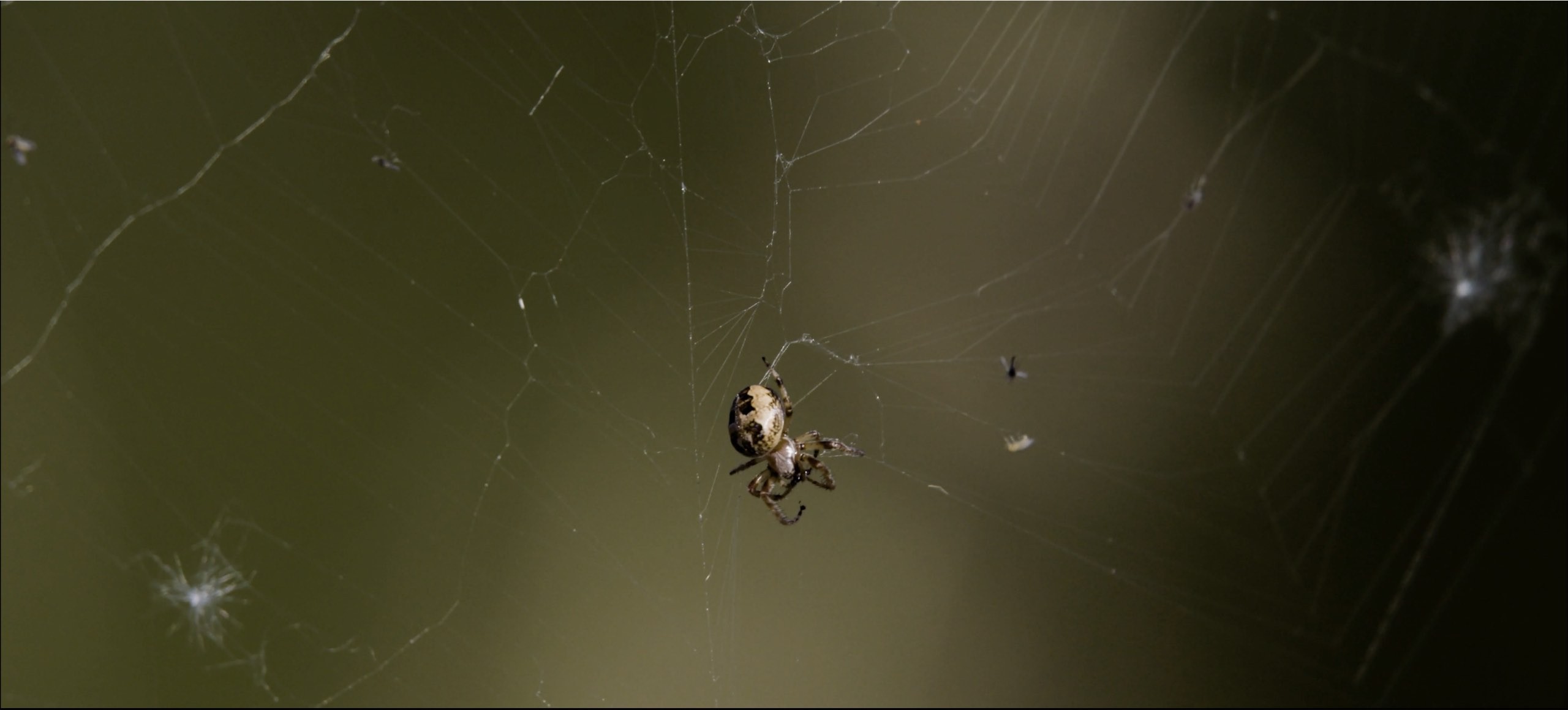 This image shows a spider in a web.jpg